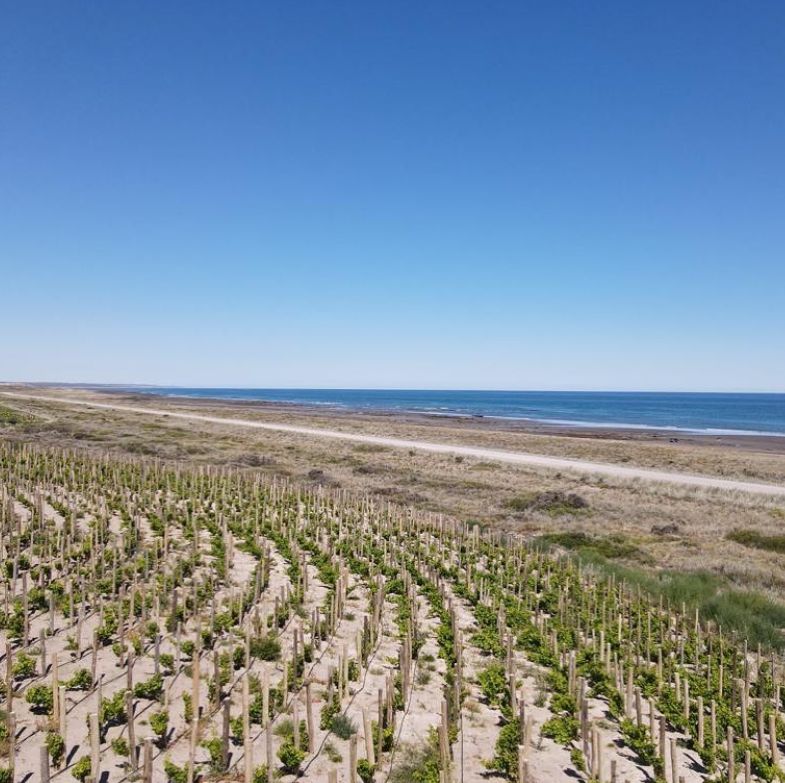 Aldea Vitivinícola de Mar Puerto Campo, desarrollo vitivinícola costero en San Antonio Este, Río Negro — foto 11 de 13. Proyecto del Arq. Germán Vázquez