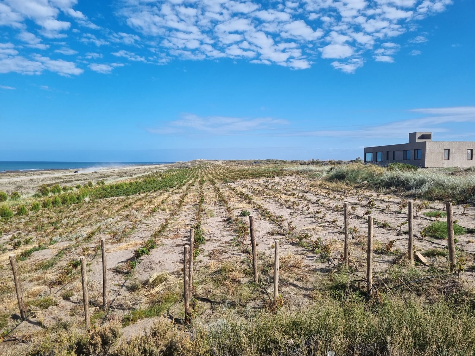 Aldea Vitivinícola de Mar Puerto Campo, desarrollo vitivinícola costero en San Antonio Este, Río Negro — foto 13 de 13. Proyecto del Arq. Germán Vázquez